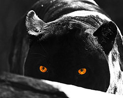 background3